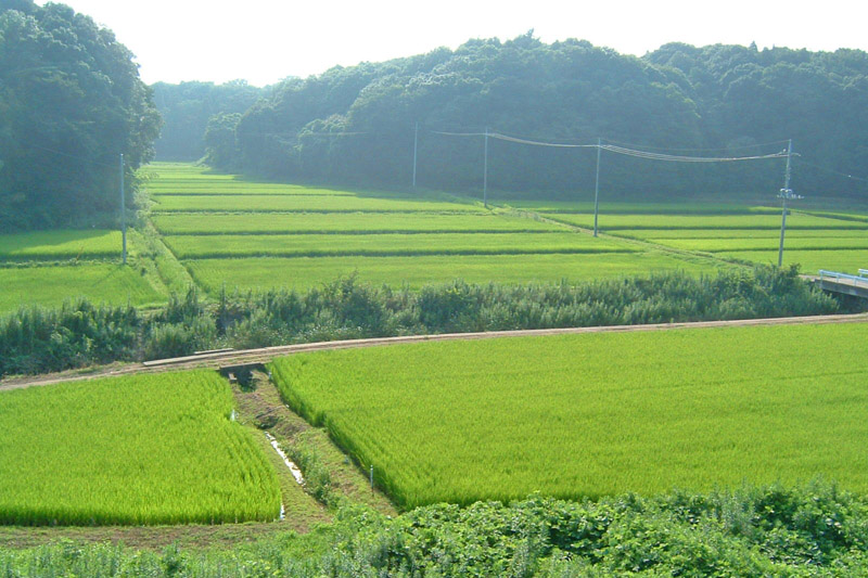 印西市の里山の風景