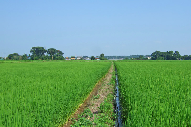 印西市の里山の風景