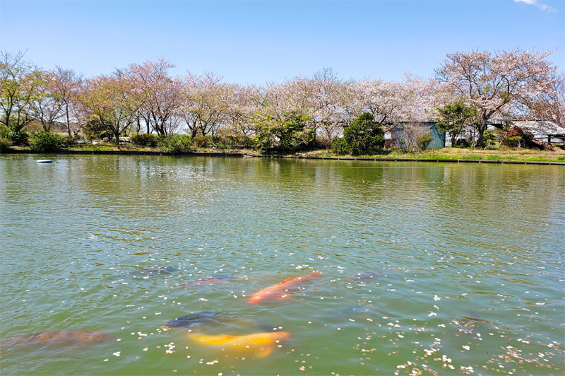 谷養魚場の池