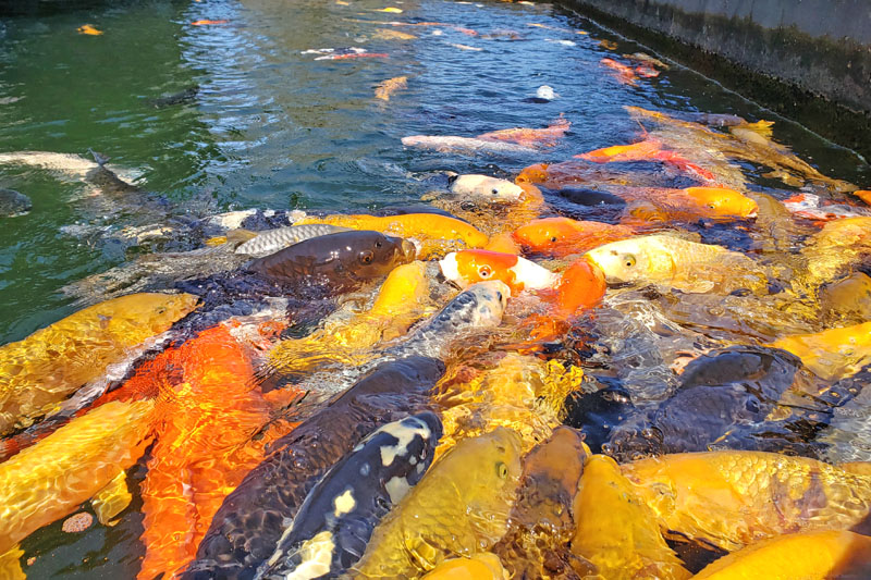 谷養魚場の鯉の餌やり