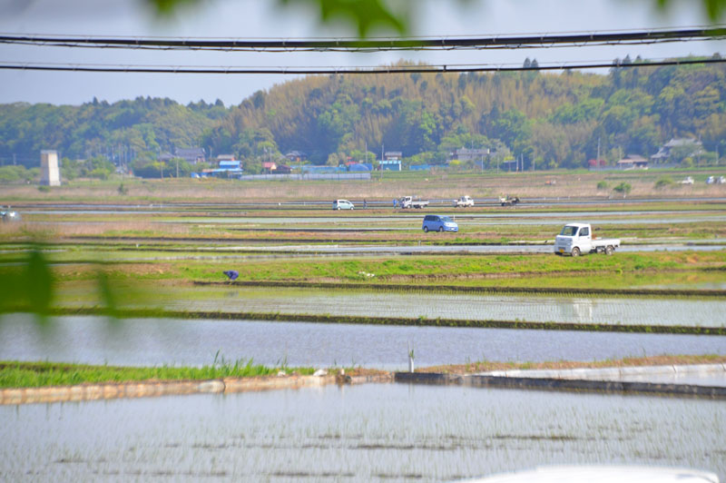 印旛平賀干拓の田植え