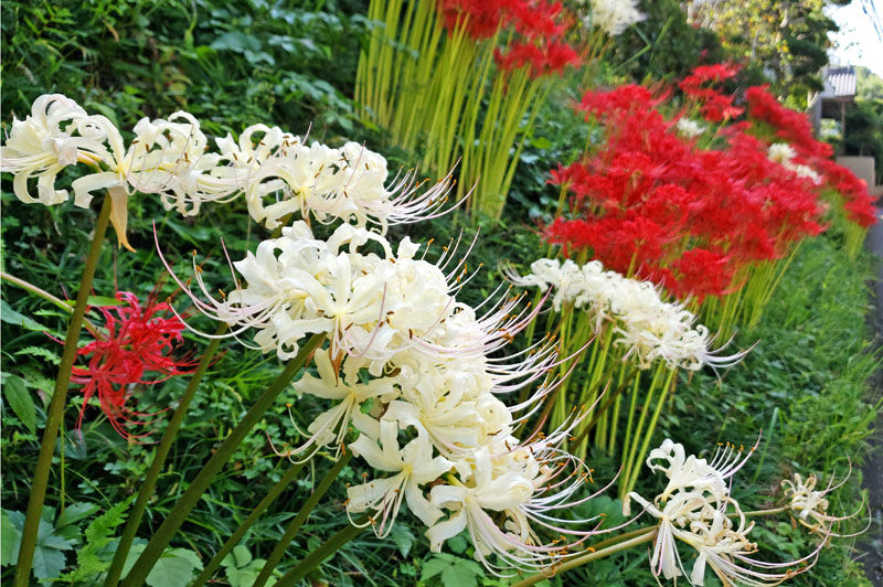 印西市大森古新田の彼岸花