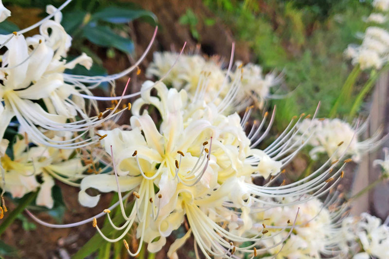 印西市大森古新田の彼岸花