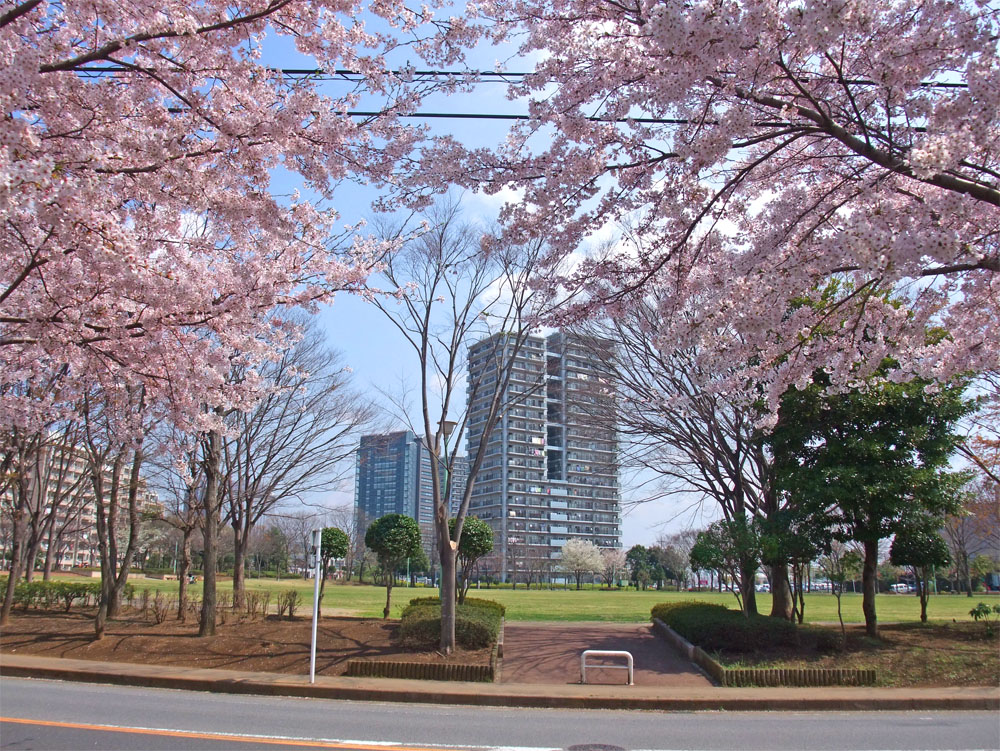 千葉ニュータウン中央の桜風景