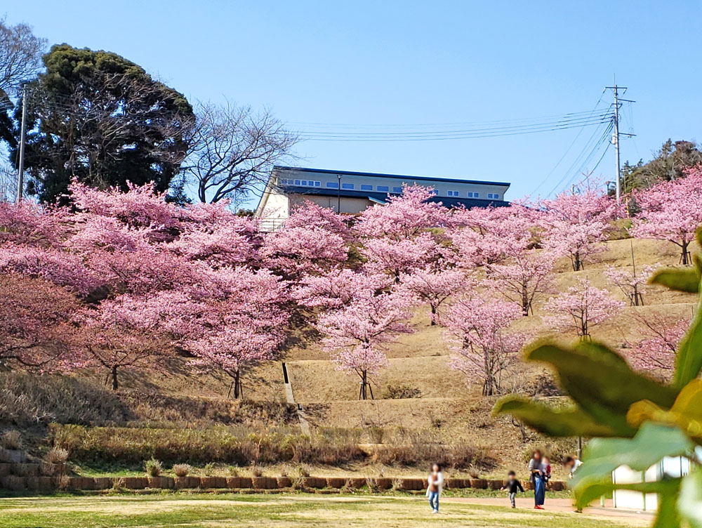 木下万葉公園の河津桜