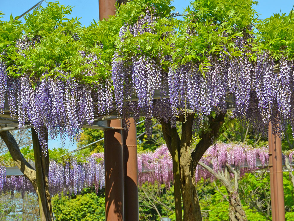 木下万葉公園の藤の花