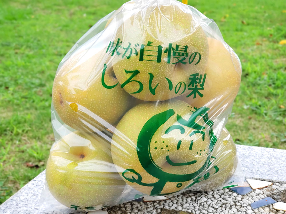 白井の梨