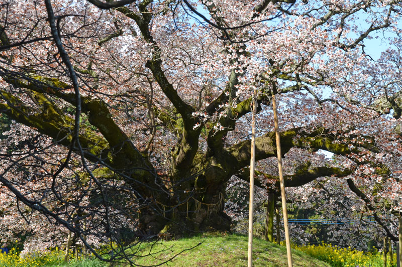吉高の大桜
