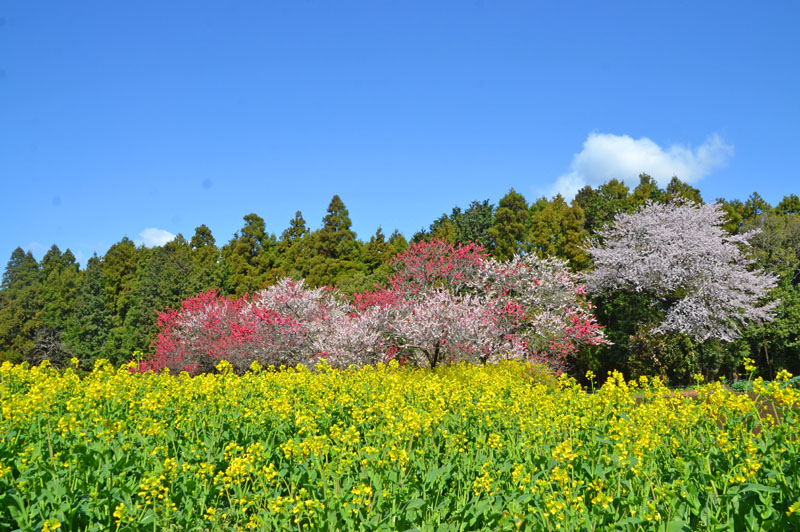 吉高の大桜と菜の花