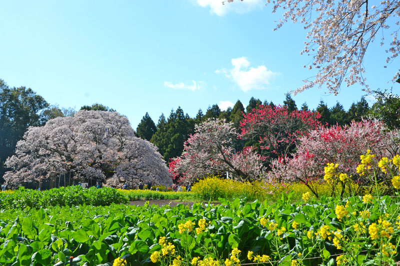 吉高の大桜