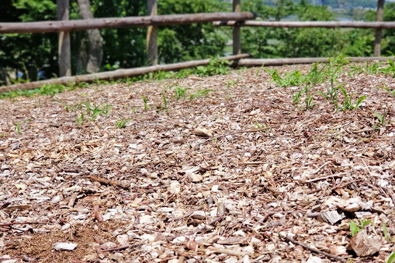 大六天の散策路のウッドチップ
