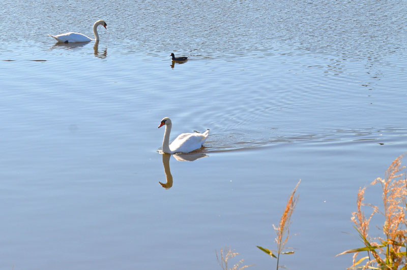手賀川の白鳥