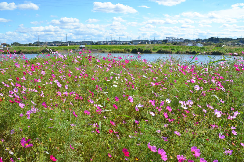 印西の川の停車場のコスモス畑