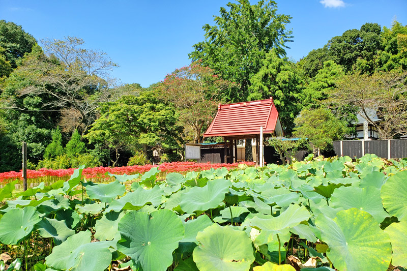 結縁寺の蓮