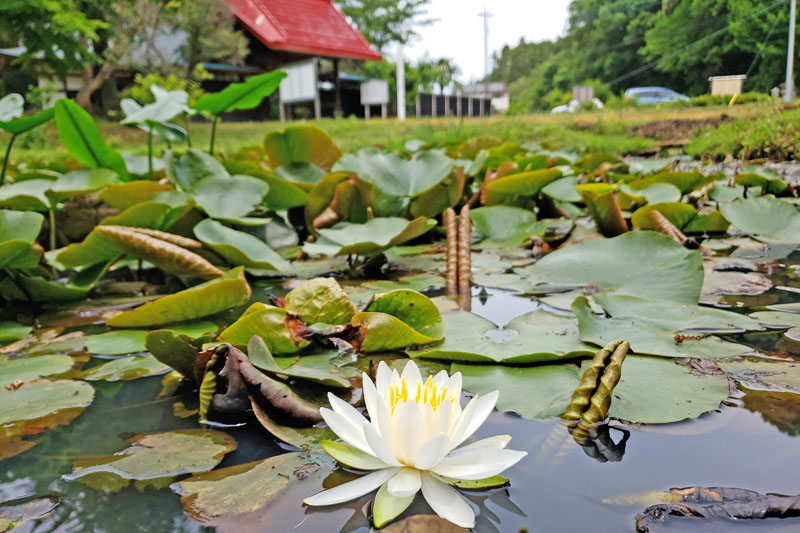 結縁寺の蓮の花