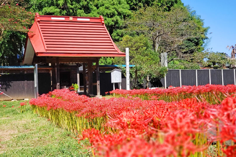 結縁寺の彼岸花の満開を過ぎたころ