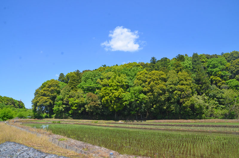 印西市の里山