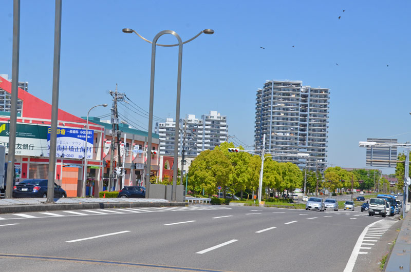 千葉ニュータウンコスモス大橋