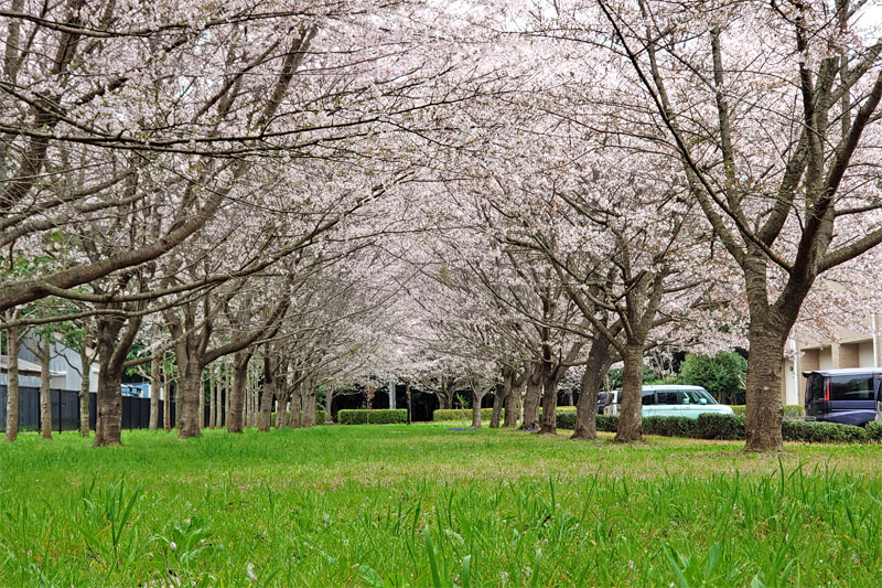 平岡自然の家の桜並木