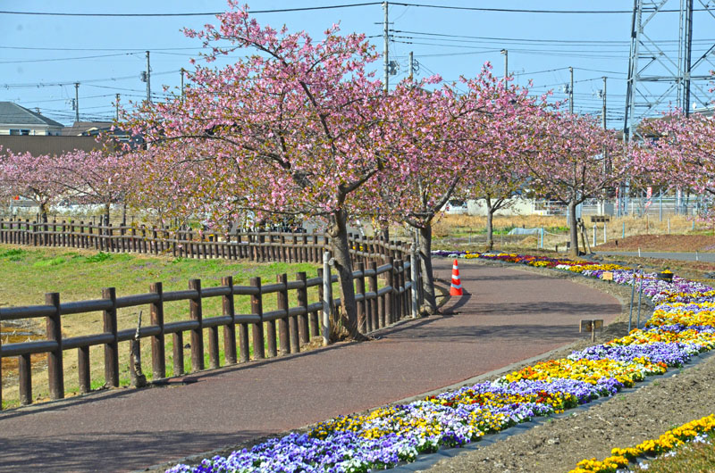 ひょうたん島池の河津桜