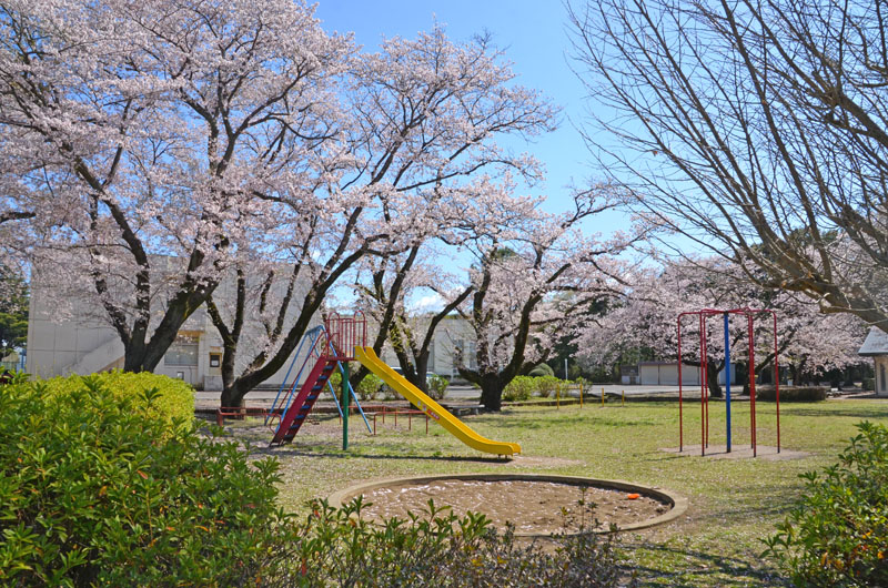 印旛中央公園の桜