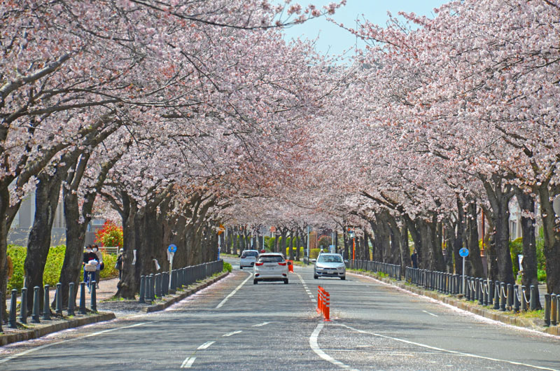 白井市桜台の桜並木