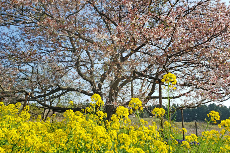 千葉県印西市天神台の一本桜