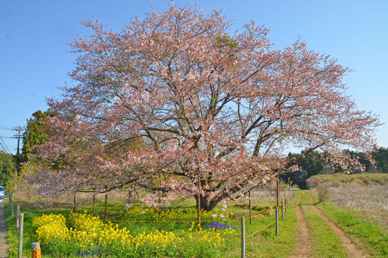 千葉県印西市天神台の一本桜