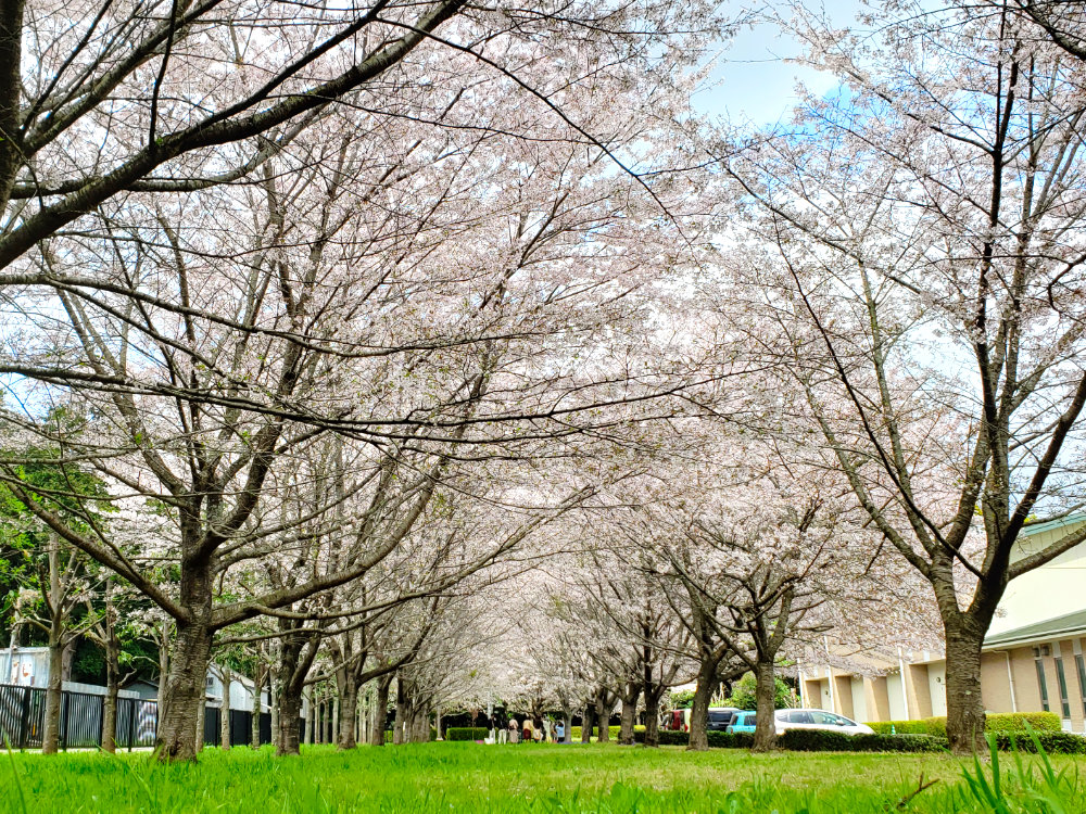 平岡自然の家の桜並木