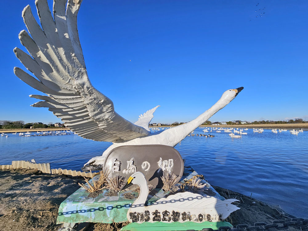 本埜白鳥の郷