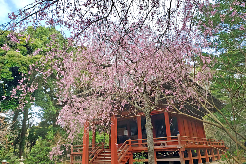 松虫寺のしだれ桜