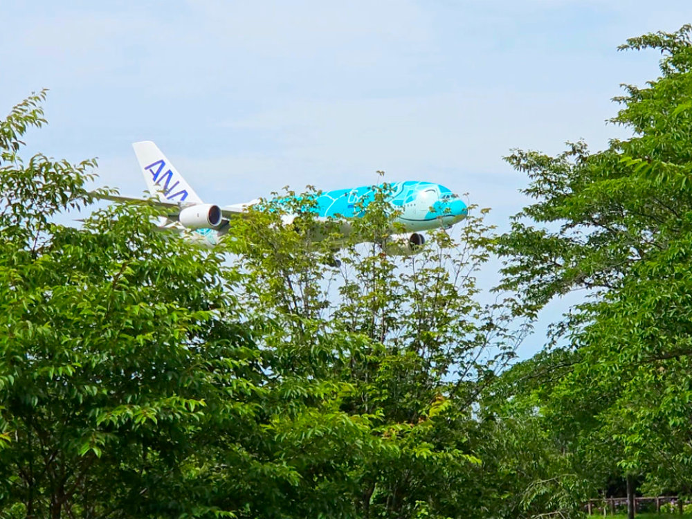さくらの山公園から見たフライングホヌ
