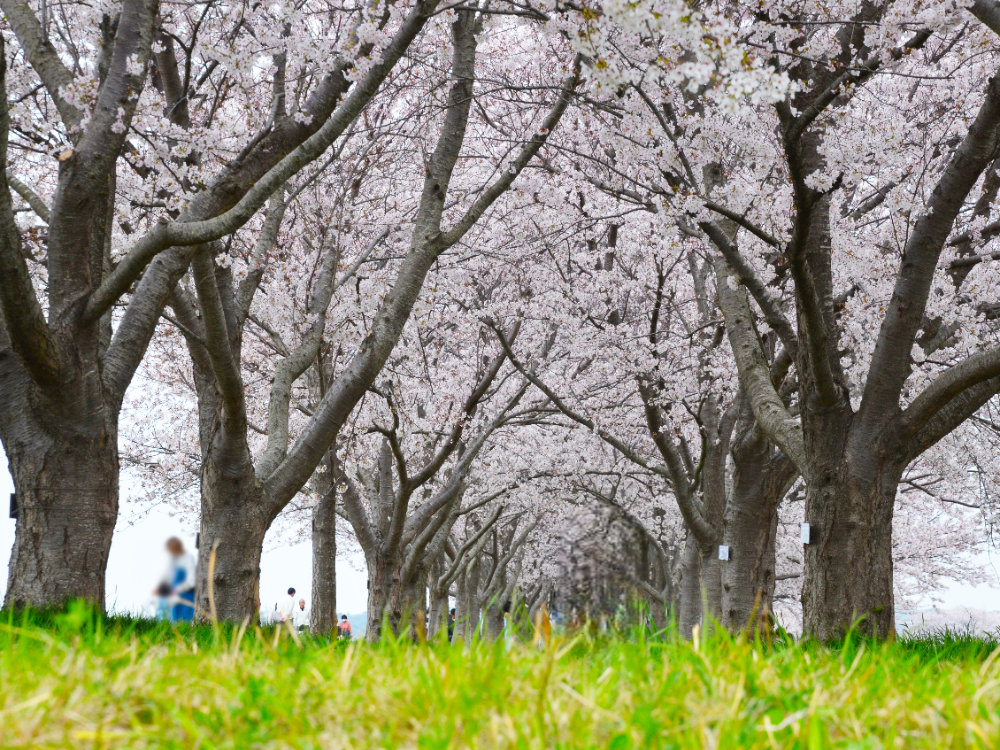 利根町桜づつみ