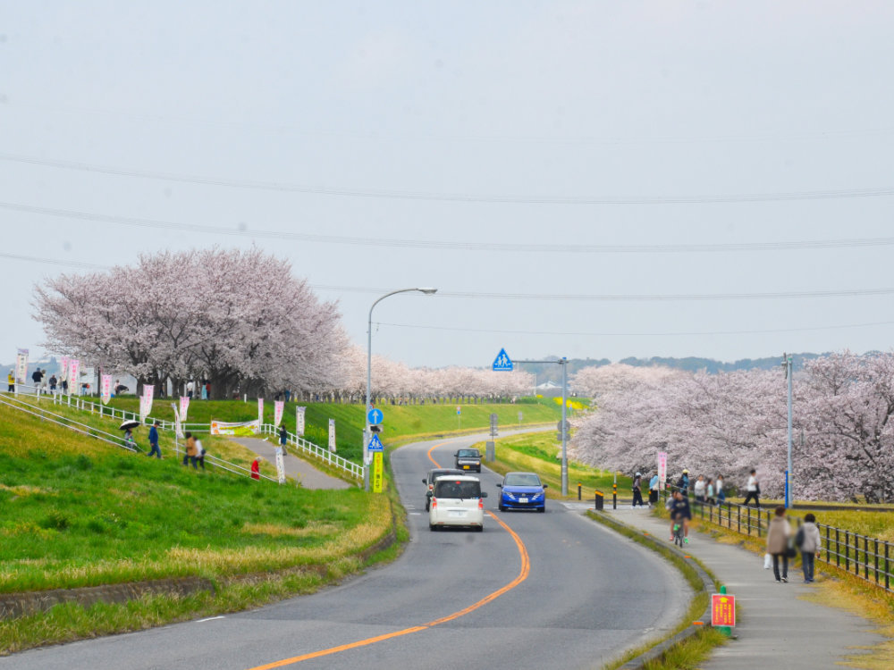 利根町の利根川沿いの桜並木桜づつみ
