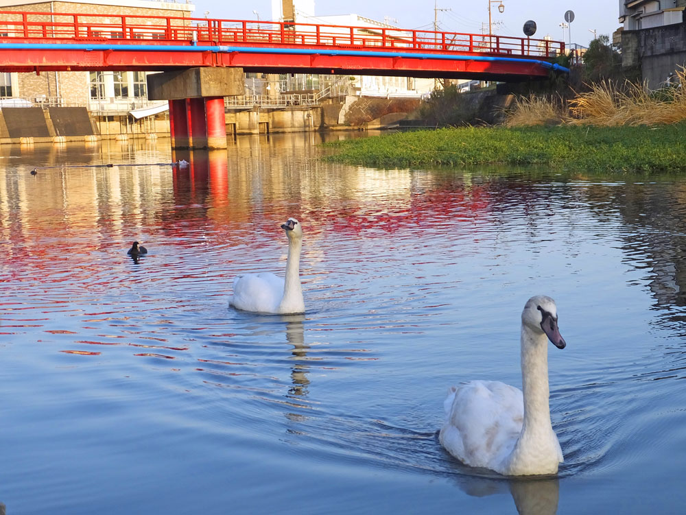 弁天川の白鳥