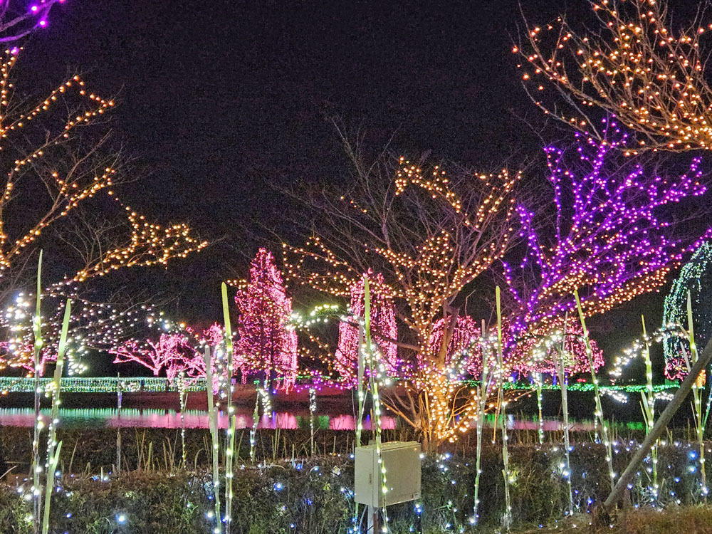 かわちイルミネーション2023-2024の桜