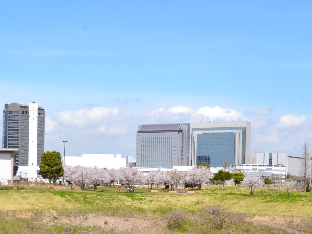 北総花の丘公園の桜