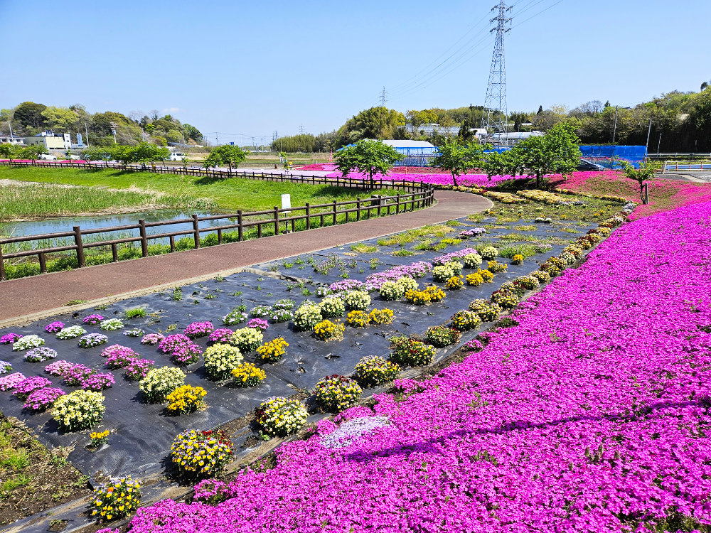 ひょうたん島池の芝桜