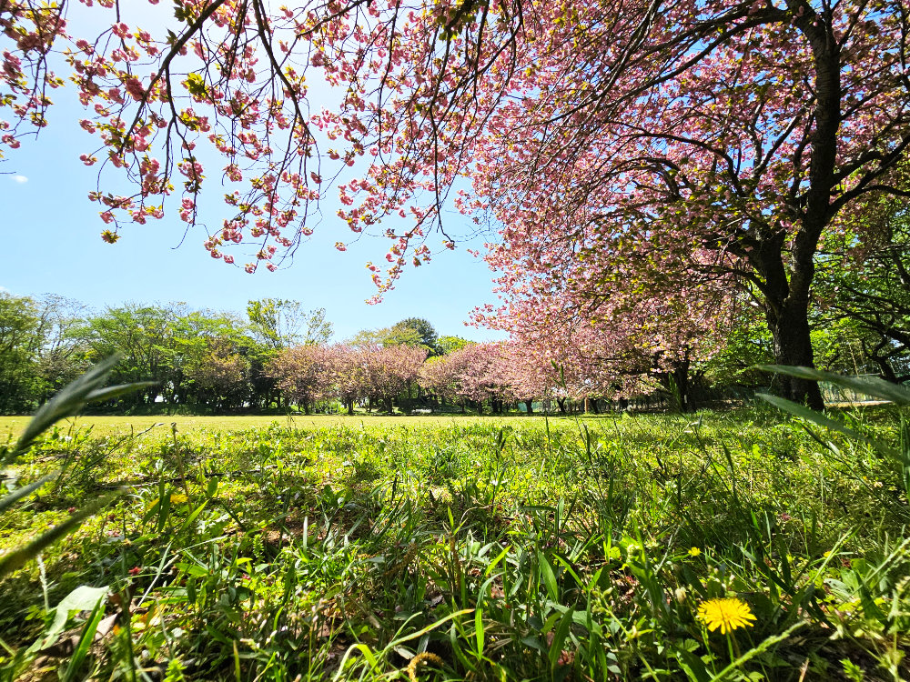 印旛沼公園の八重桜