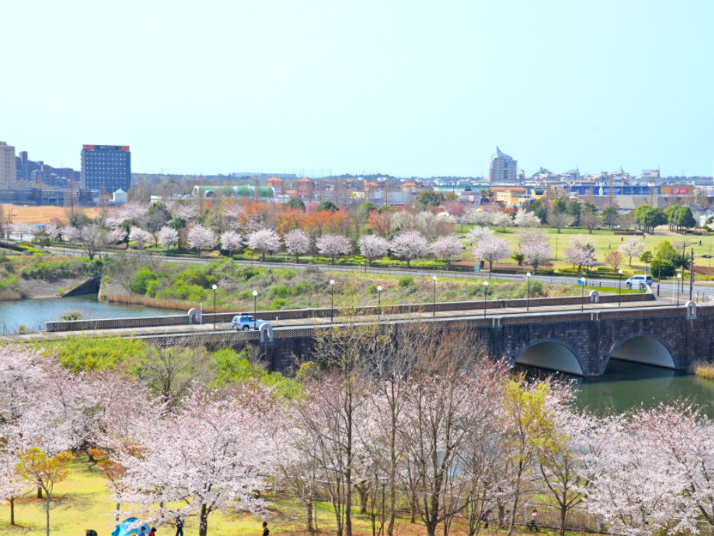 牧の原公園の桜