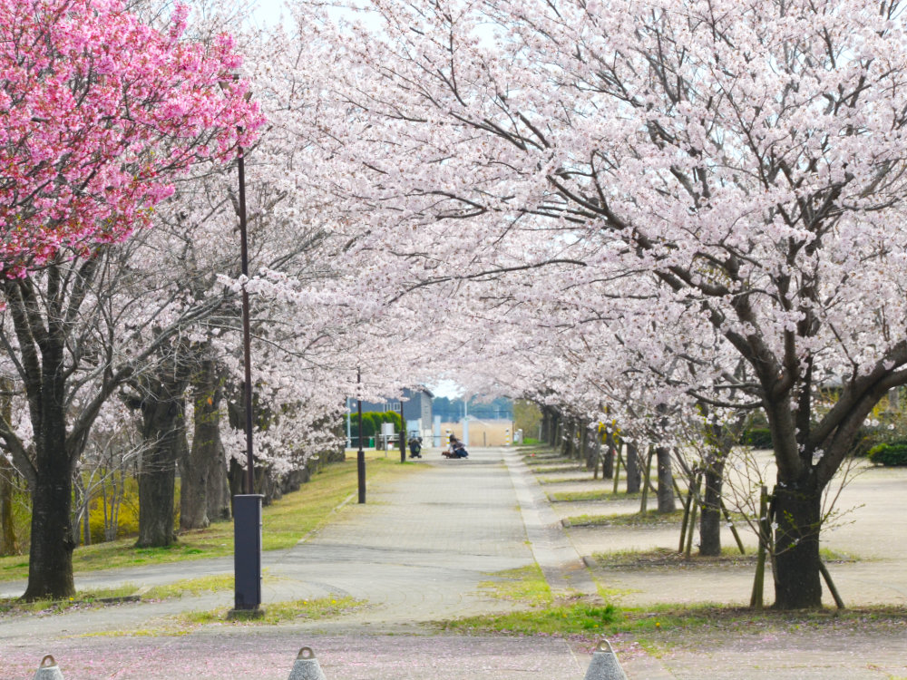 滝野公園の桜