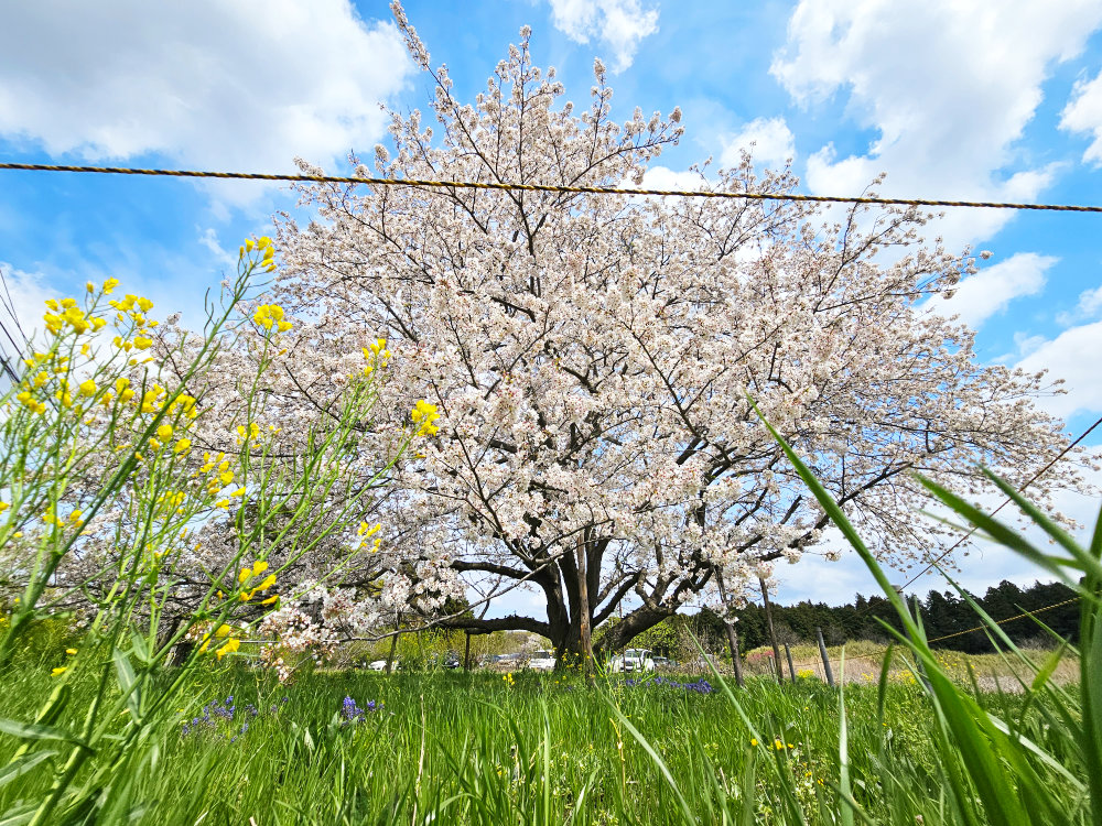 大森天神台の一本桜