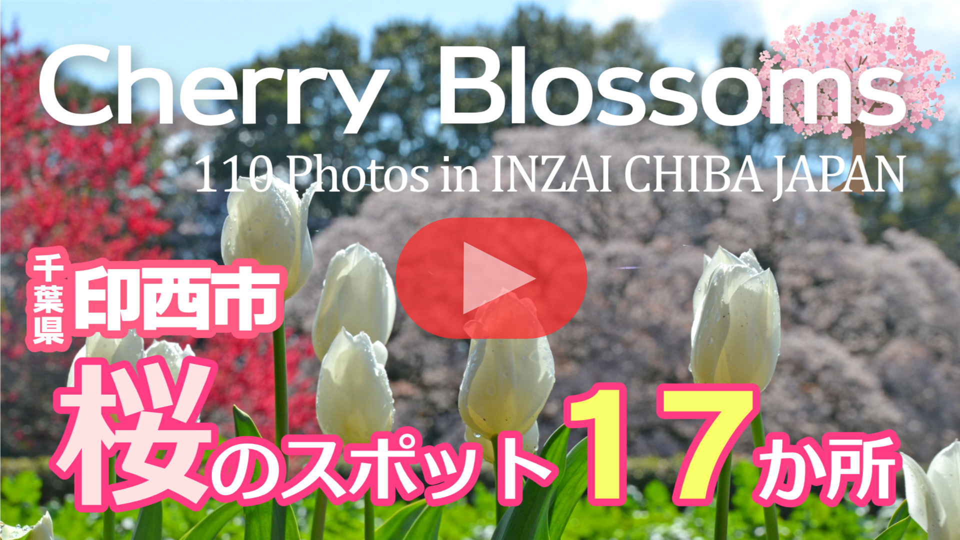 印西市の桜スポット動画