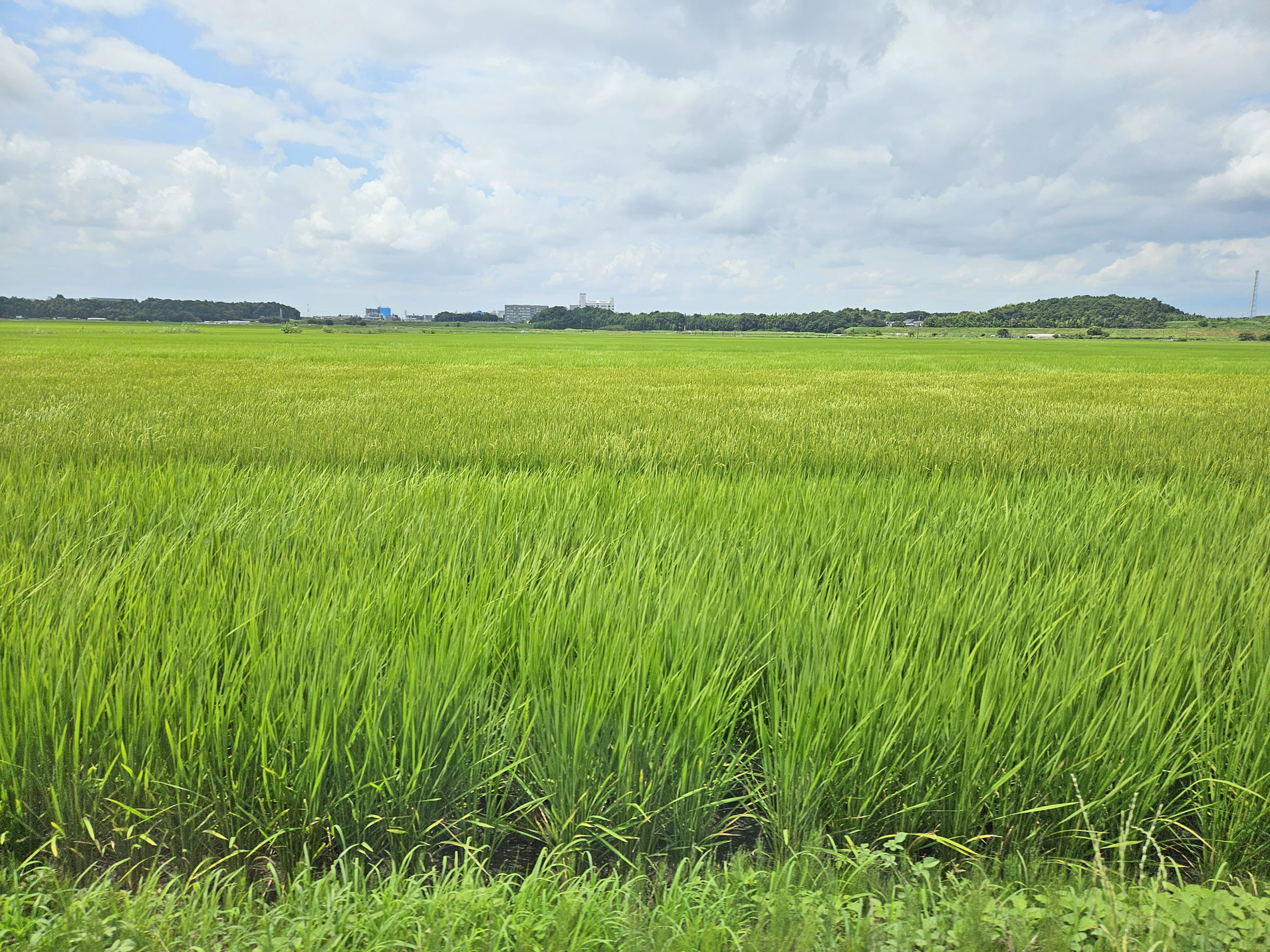 柏市田中調整池