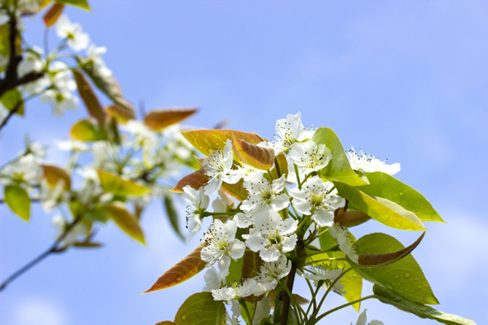 梨の花:写真ACより