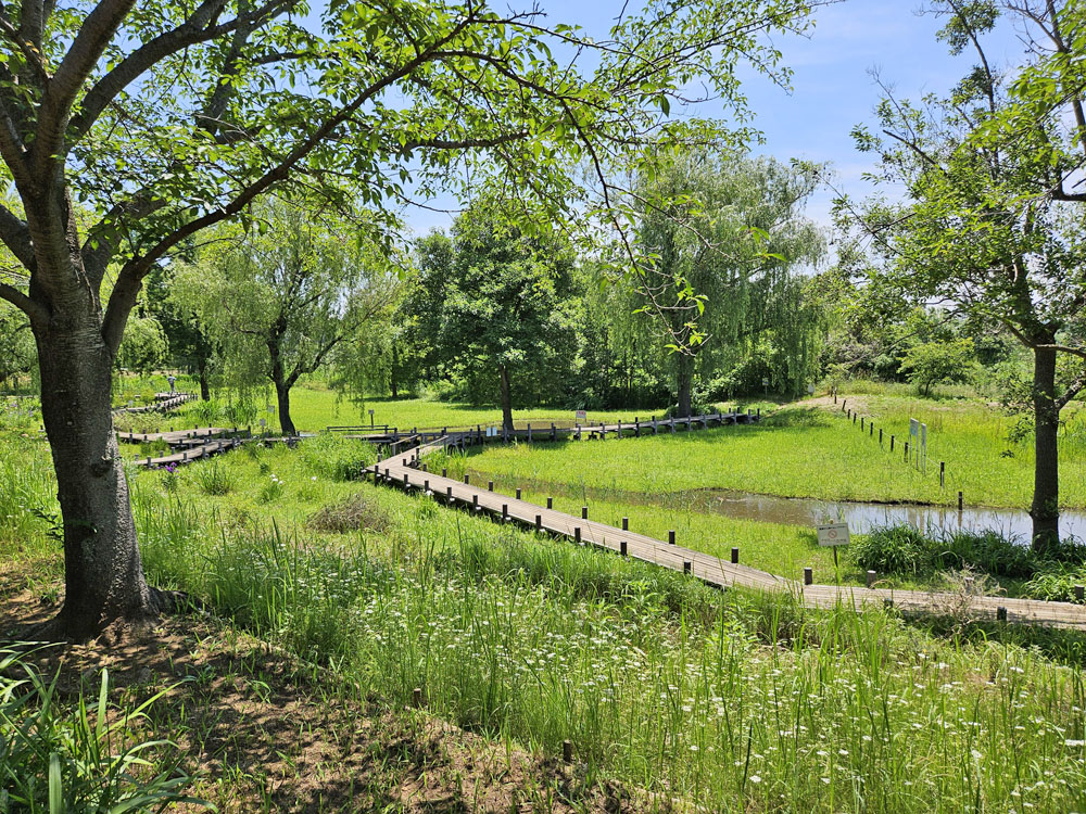 柏ふるさと公園の蓮池