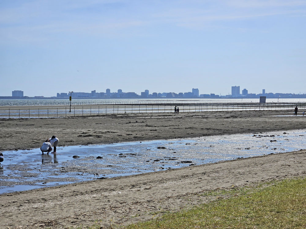 ふなばし三番背海浜公園の干潟