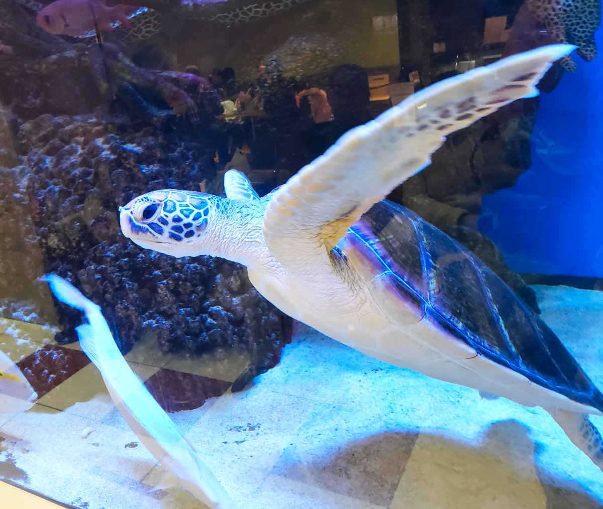 ユアエルム八千代台のエルム水族館