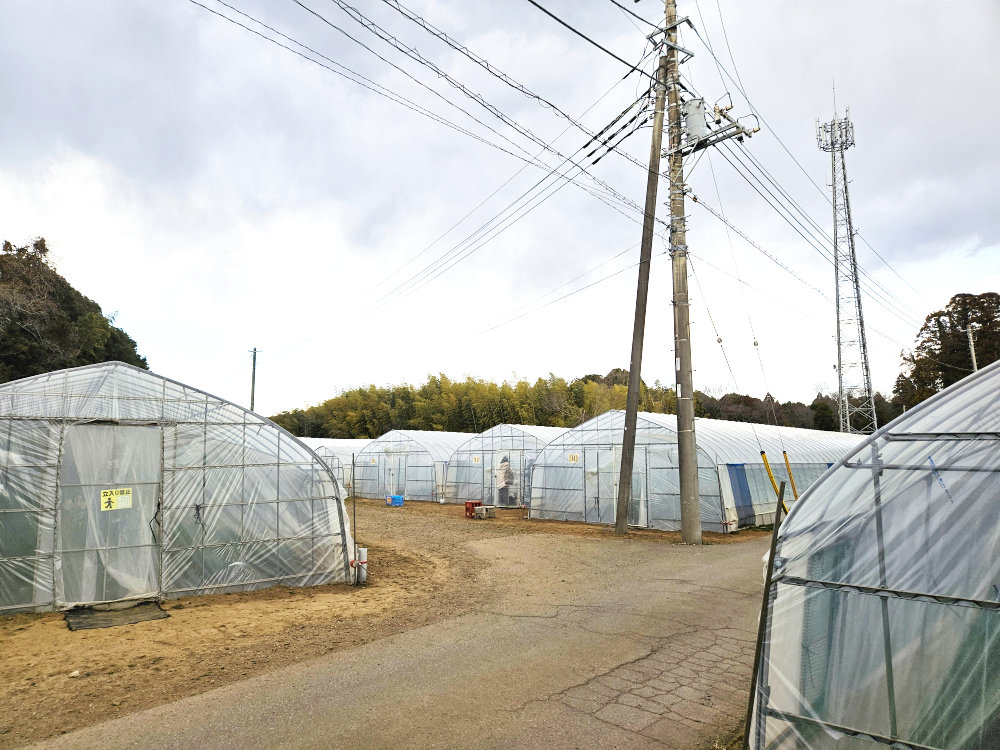 和田農園のビニールハウス
