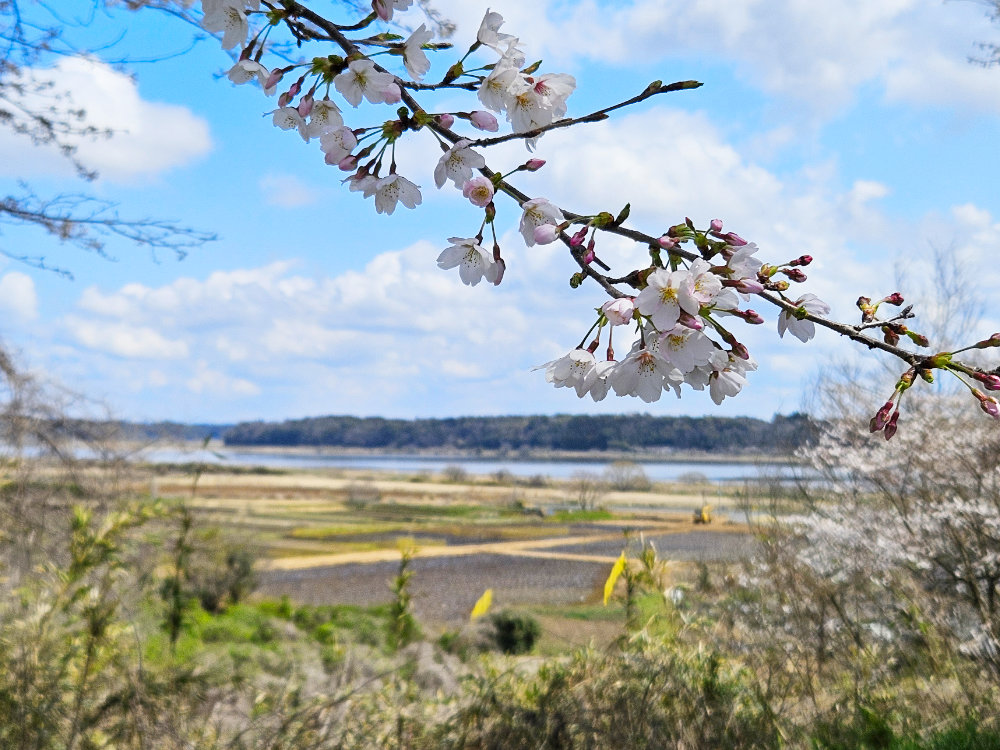 印旛沼公園の桜と印旛沼